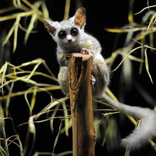 Small furry animal perched on a branch with a dark background