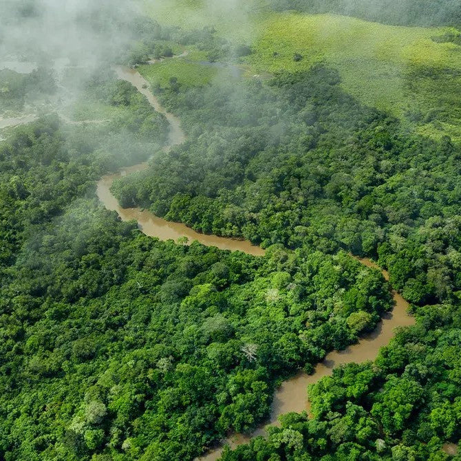 Aerial view of the Congo Basin rainforest, source of Aichabelle botanical ingredients