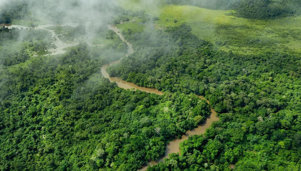 A documentary scene of botanical harvest within a named partnership.